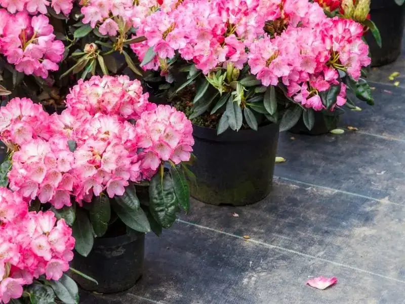 Czy azalia doniczkowa nadaje się do ogrodu? Warunki uprawy i pielęgnacja