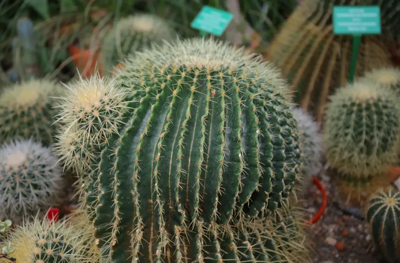 Kaktusy: pech czy ochrona? Odkryj prawdziwą moc kolczastych roślin