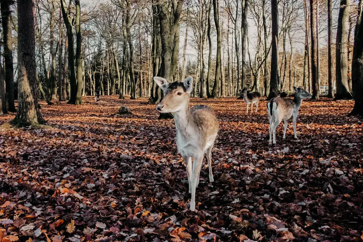 Wildpark Schwarze Berge: Alle Infos für Ihren perfekten Besuch