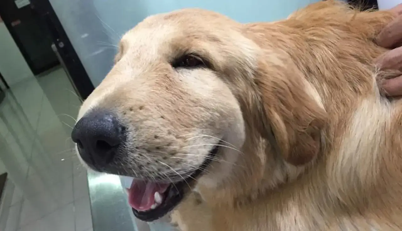 Opuchlizna po kleszczu u psa: Kiedy panikować, a kiedy nie?