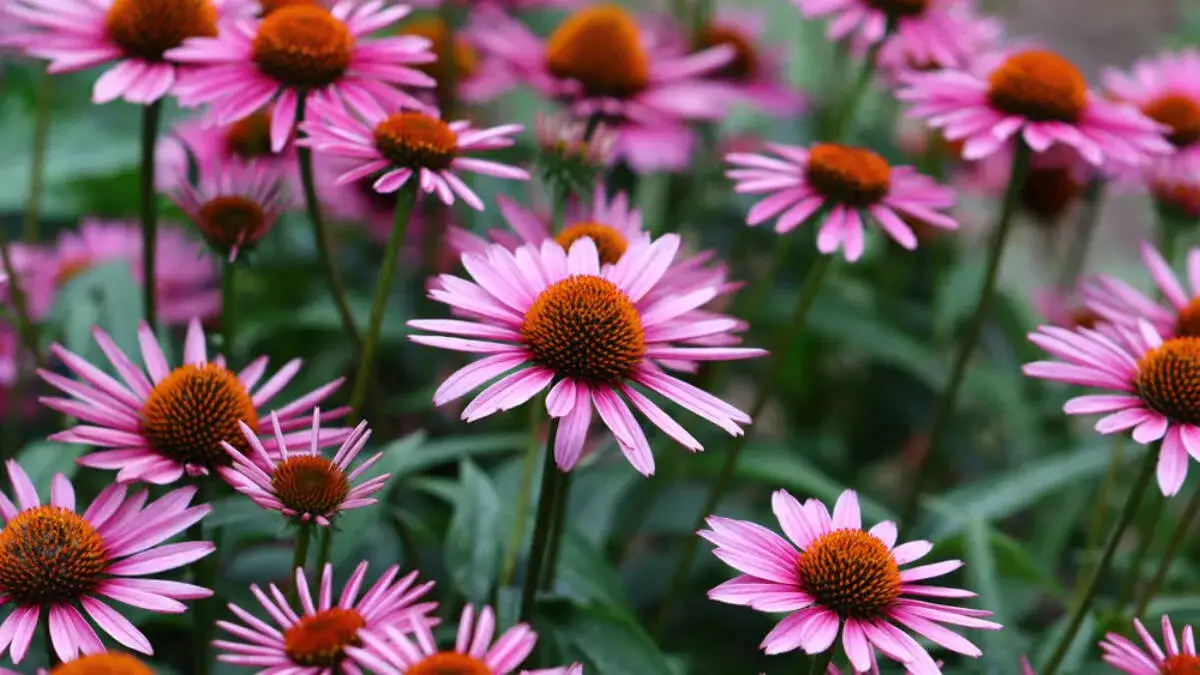 Jeżówki z czym sadzić: najlepsze rośliny do harmonijnego ogrodu