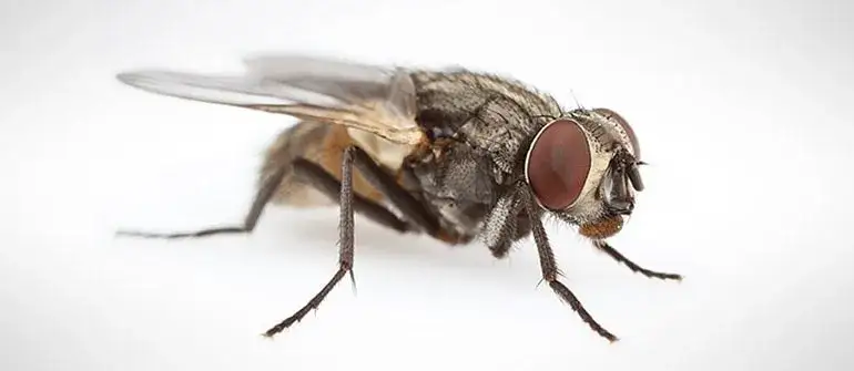 Jak się rozmnażają muchy? Odkryj zaskakujące etapy ich cyklu życia
