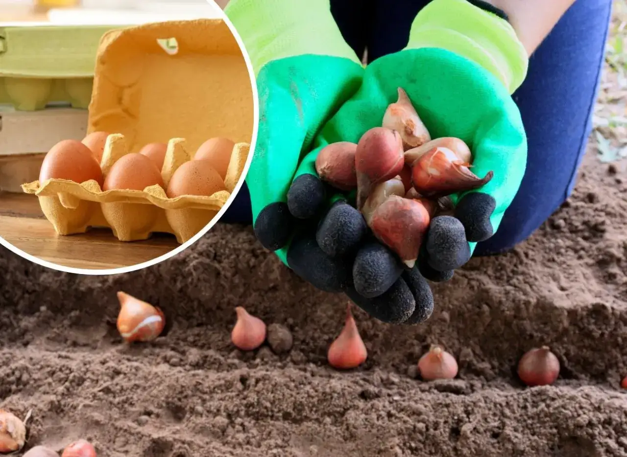 Jak sadzić tulipany w wytłaczankach i uniknąć typowych błędów