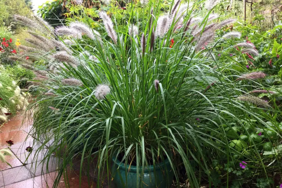 Jak gęsto sadzić rozplenicę japońską 'Hameln' dla lepszego wzrostu