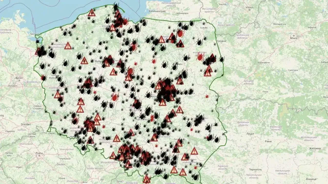 Gdzie jest najwięcej kleszczy w Polsce? Unikaj tych miejsc!
