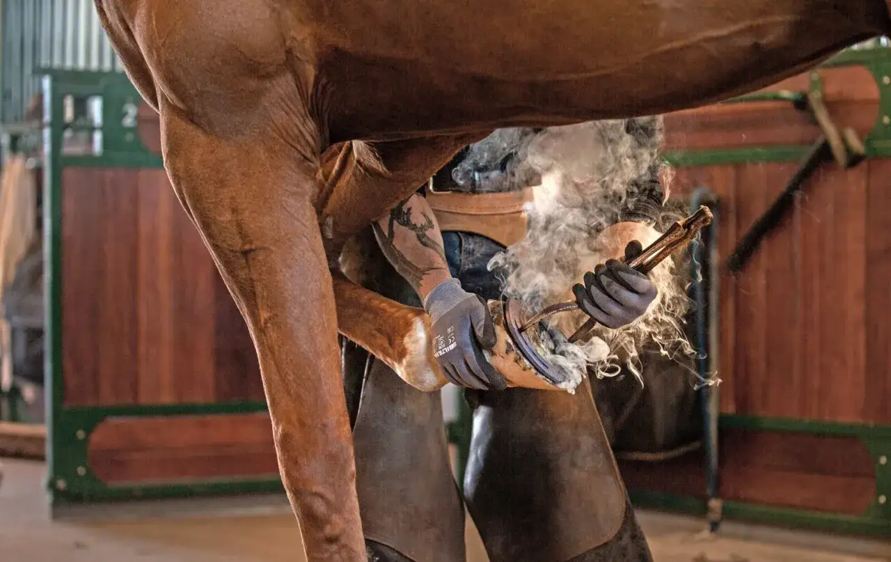 Kowal przykłada rozgrzaną podkowę do kopyta konia. Dym unosi się, budząc pytanie: czy podkuwanie koni boli?