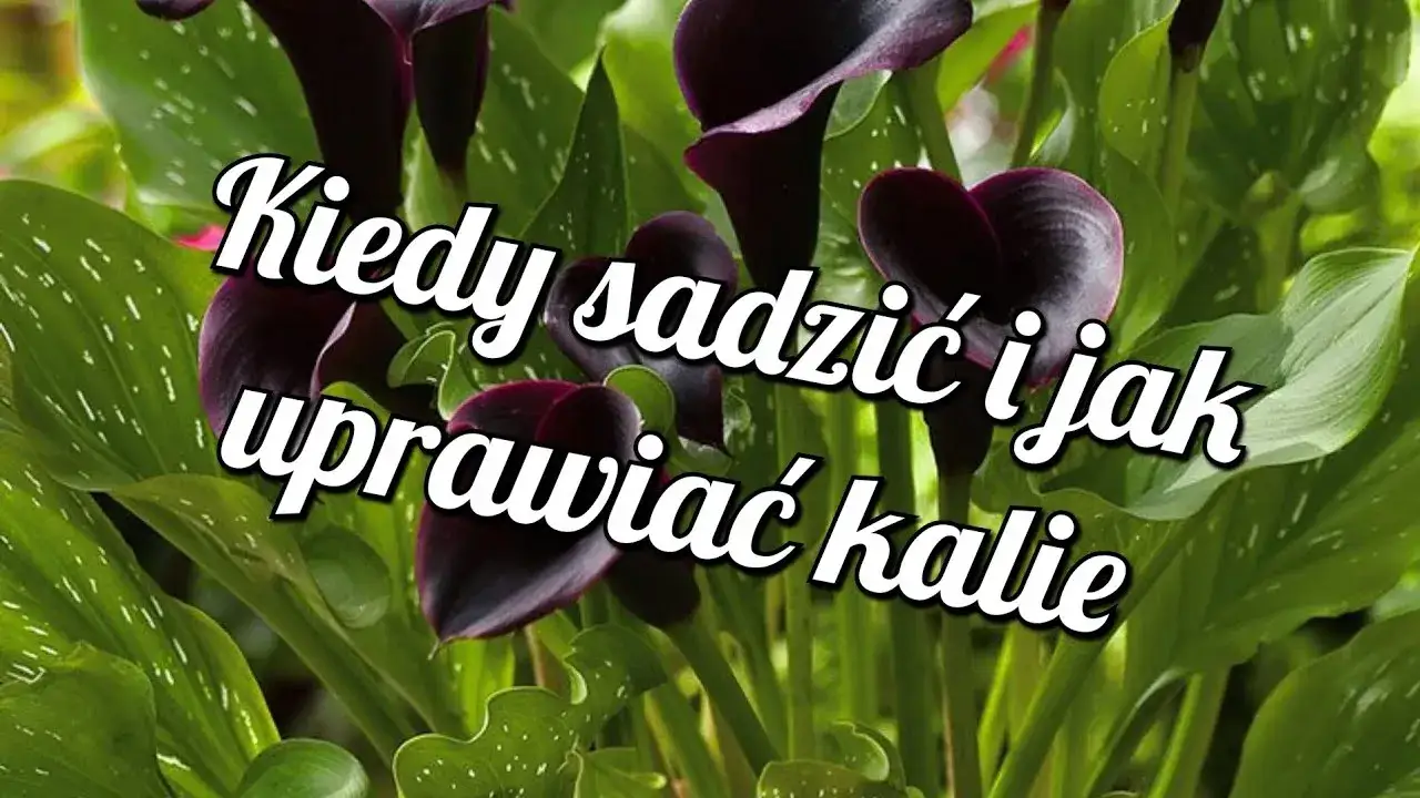 Kiedy sadzić kalie ogrodowe? Idealne terminy i warunki uprawy