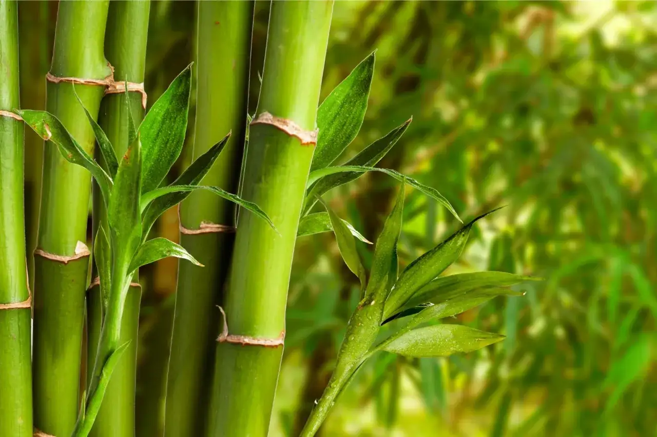 Czy można malować bambus? Oto wszystko, co musisz wiedzieć!