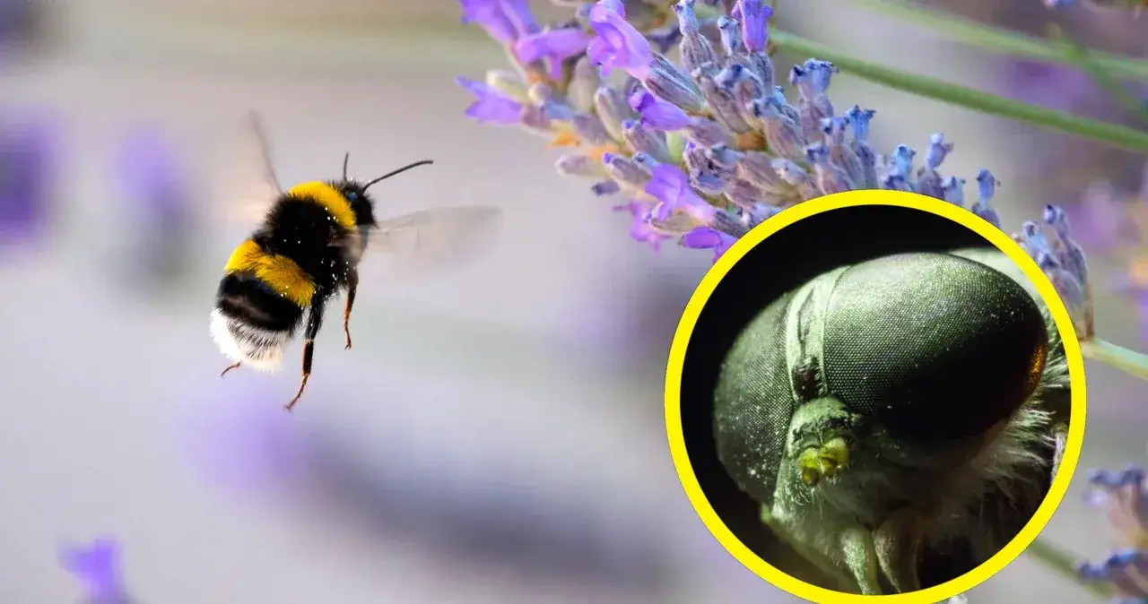 Bąk owad czym się żywi i jak unikać jego ukąszeń