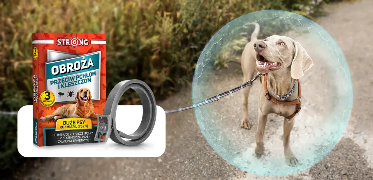 Jak działają obroże przeciw kleszczom i co warto wiedzieć o ich skuteczności