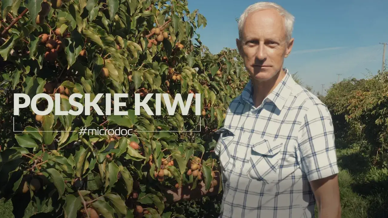 Mężczyzna w kratę stoi przed krzewem kiwi z owocami.