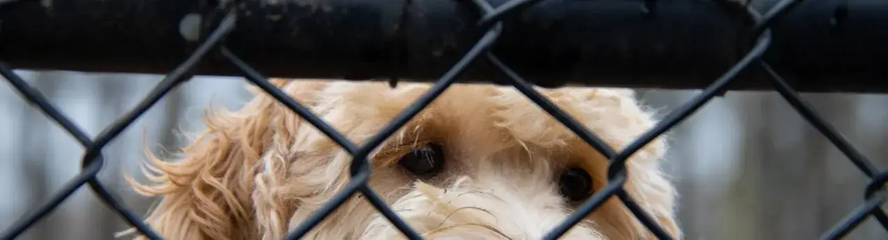 Jak zabezpieczyć płot przed psem, aby uniknąć ucieczek i kłopotów