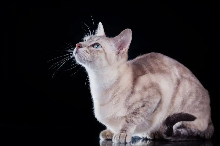 Biszkoptowy point kot tonkijski – unikalne cechy i różnice w umaszczeniu