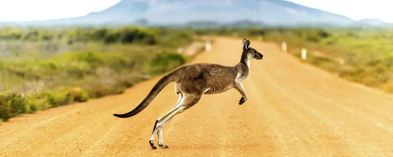 Niezwykłe ciekawostki o Australii i Oceanii - poznaj sekrety egzotyki