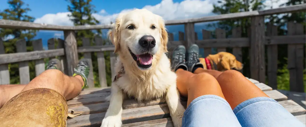 Czy warto zabrać psa do Ojcowskiego Parku? Plusy oraz minusy!