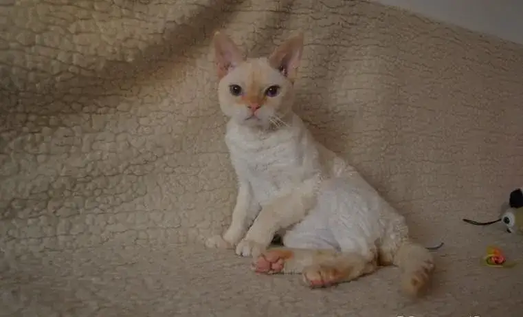 Gdzie znaleźć kocięta Devon Rex we Wrocławiu - ceny i hodowcy