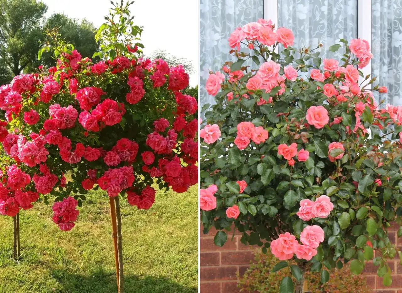 Przycinanie róż na pniu: Mój sekret na bujne kwitnienie