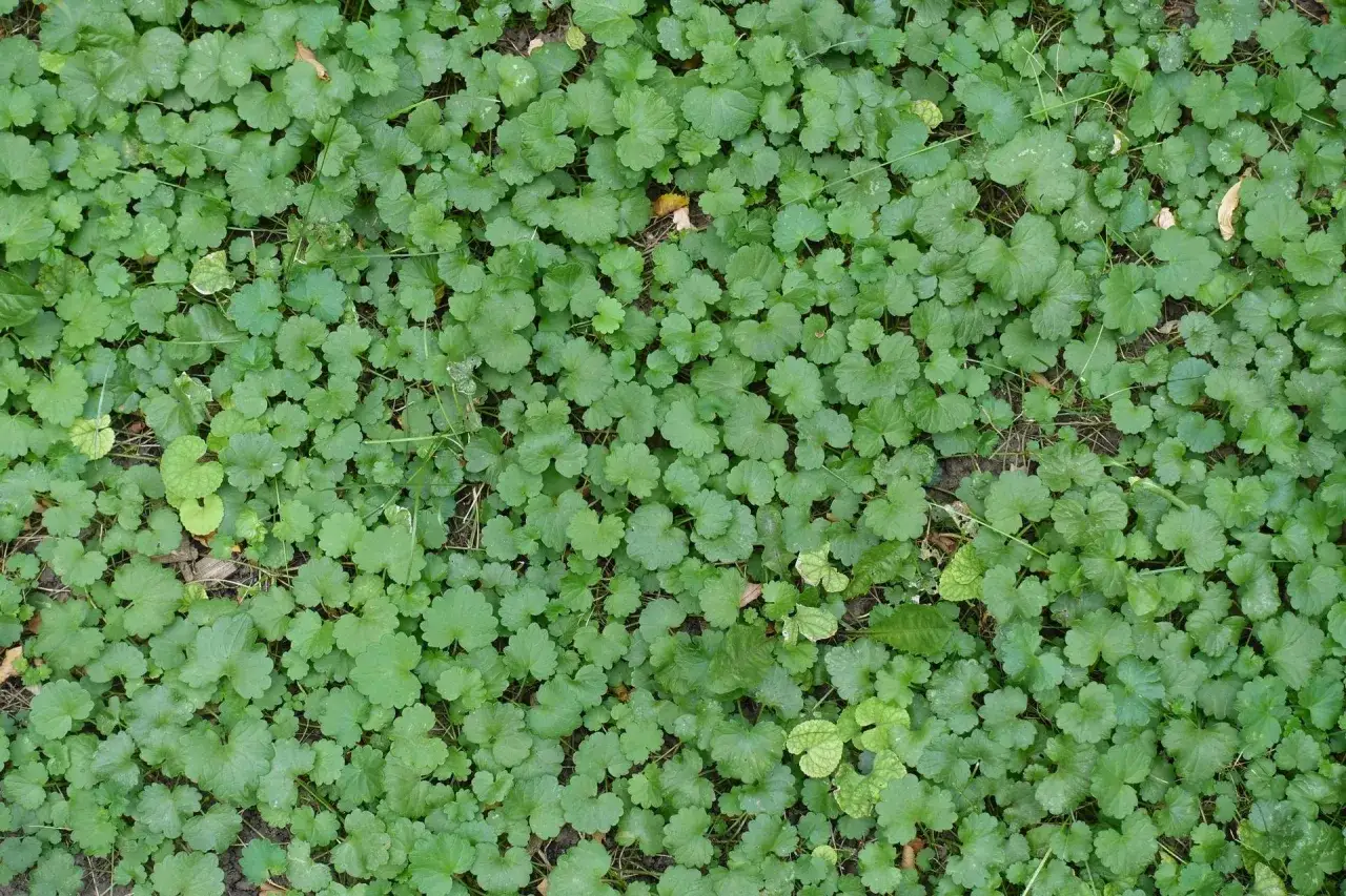 Bluszczyk kurdybanek: Chwast czy zioło? Poznaj skuteczne metody!