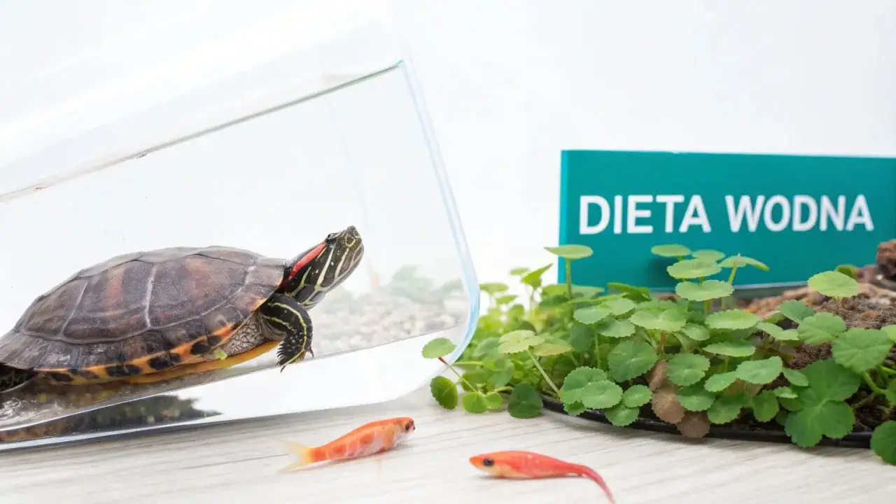 Co jedzą żółwie? Dieta lądowych i wodnych klucz do zdrowia