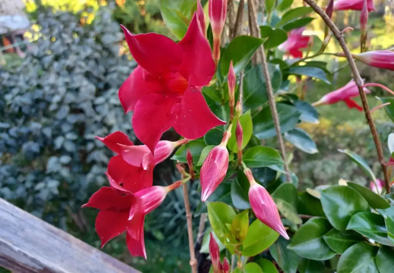 Sundaville: Jak pielęgnować, by obsypała Cię kwiatami?