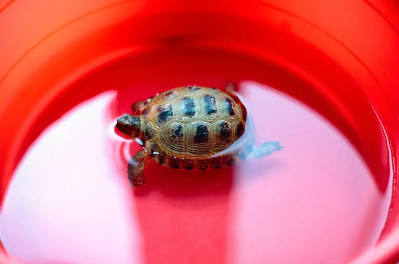 Żółw miniaturka: cena i ukryte koszty. Czy Cię stać?