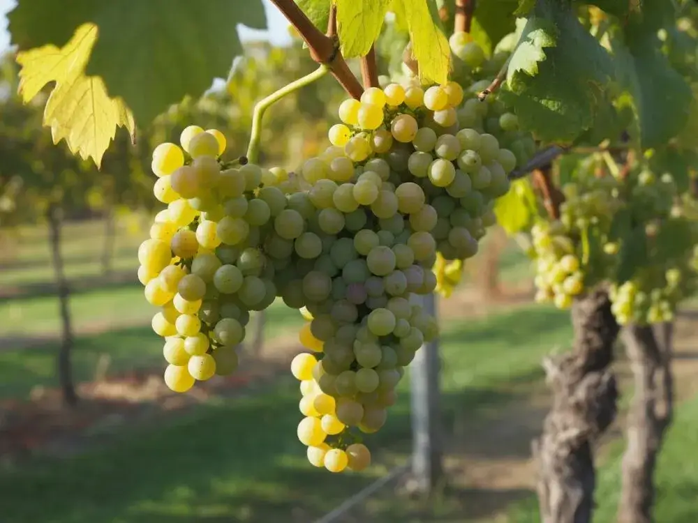 Jak wybrać i kupić idealne winogrona na domowe wino w Polsce?