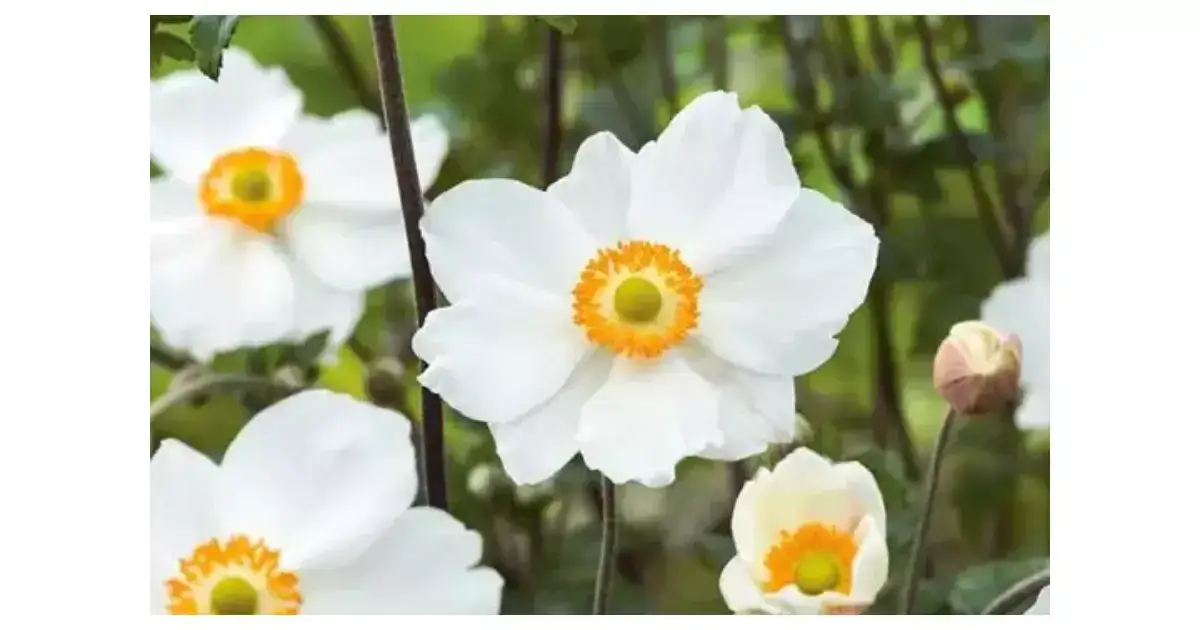 Zawilec japoński kiedy sadzić, aby uniknąć błędów w ogrodzie