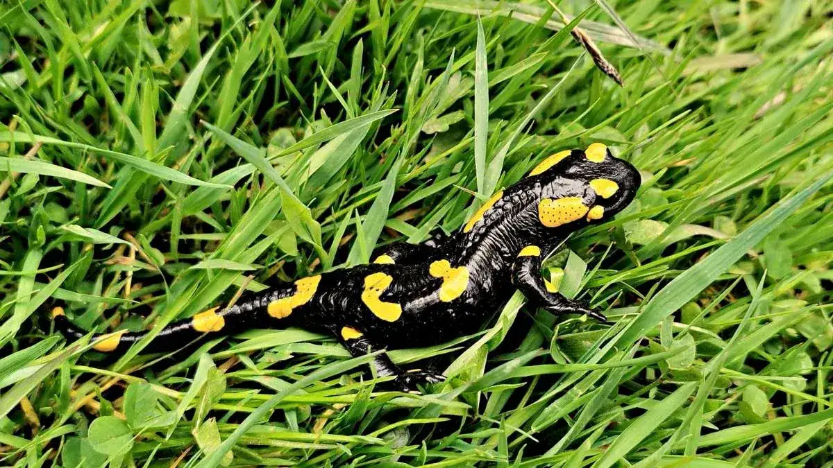 Co naprawdę je salamandra? Zaskakujące fakty o jej diecie