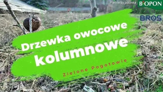 Cięcie drzew kolumnowych: Sekrety obfitych plonów i zdrowia