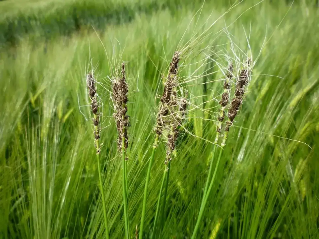 Chwasty zbożowe: Poznaj wroga, chroń plon. Poradnik eksperta