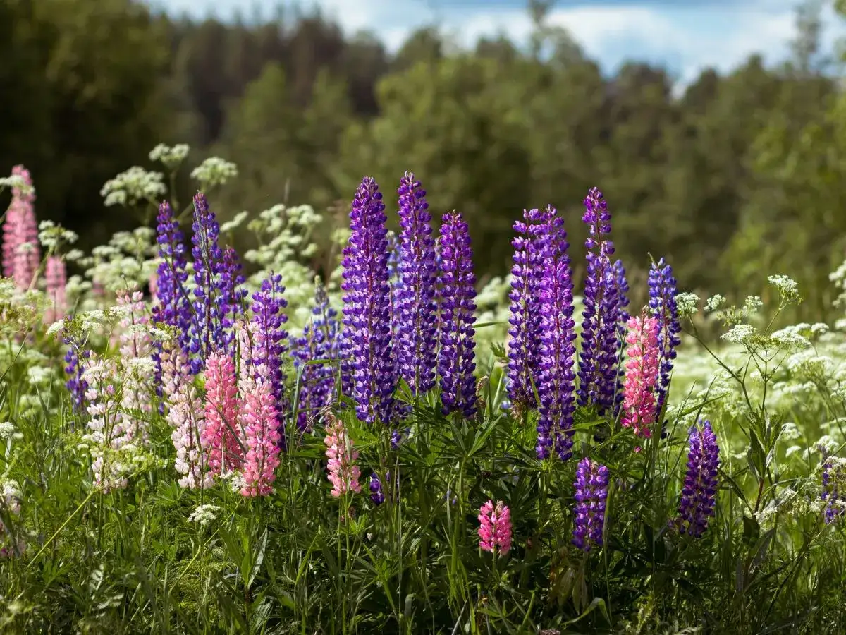 Kolorowe łubiny w pełnym rozkwicie. Idealny czas, kiedy siać łubin ogrodowy, to wiosna, by cieszyć się tym widokiem latem.