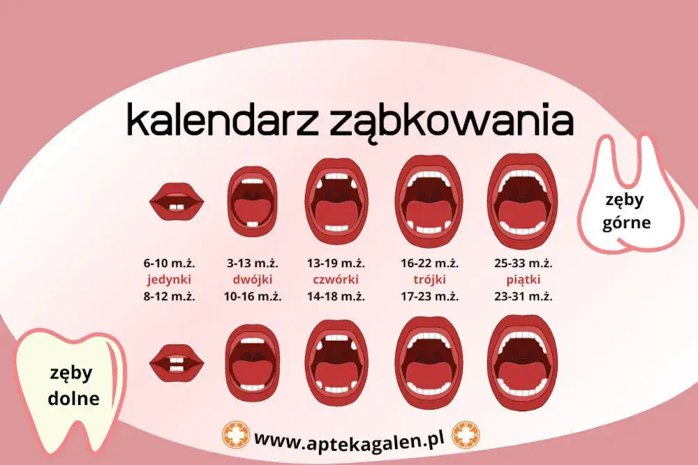 Ząbkowanie u niemowlaka: Kiedy pierwsze zęby? Objawy i jak ulżyć?