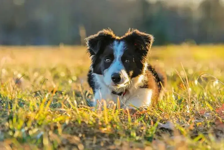 Kiedy szczeniak border collie zmienia sierść i jak to przetrwać