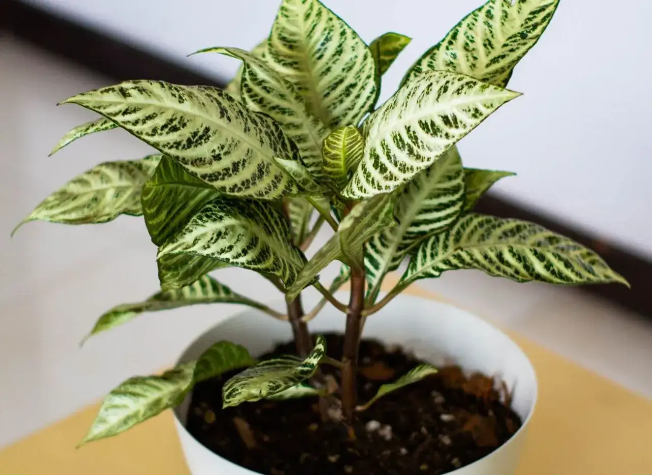 Roślina w białej doniczce z liśćmi przypominającymi skrzydłokwiat, ozdobiona zielono-białymi wzorami.