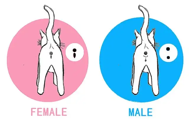 Jak rozpoznać kotkę od kota - proste sposoby na identyfikację płci