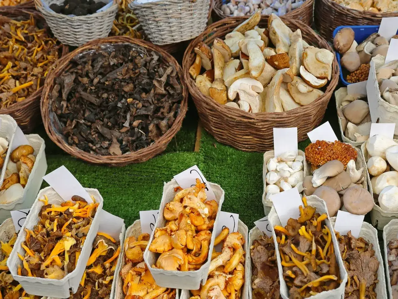 Grzyby z noclegiem: Polska. Gdzie jechać po pełny kosz i relaks?