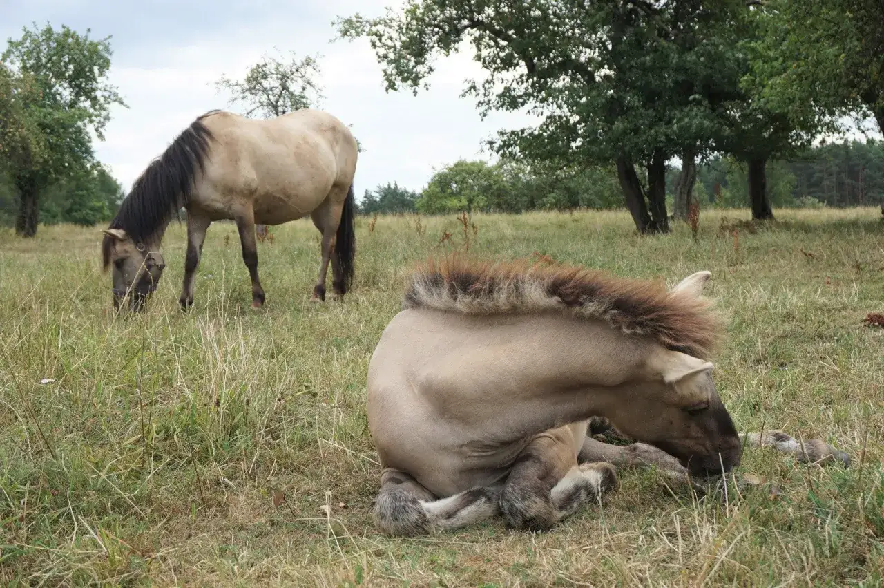 Dwa dzikie konie pasą się na łące. Jeden leży, drugi stoi. Ile jest dzikich koni w Polsce? Trudno powiedzieć, ale te wyglądają na szczęśliwe.