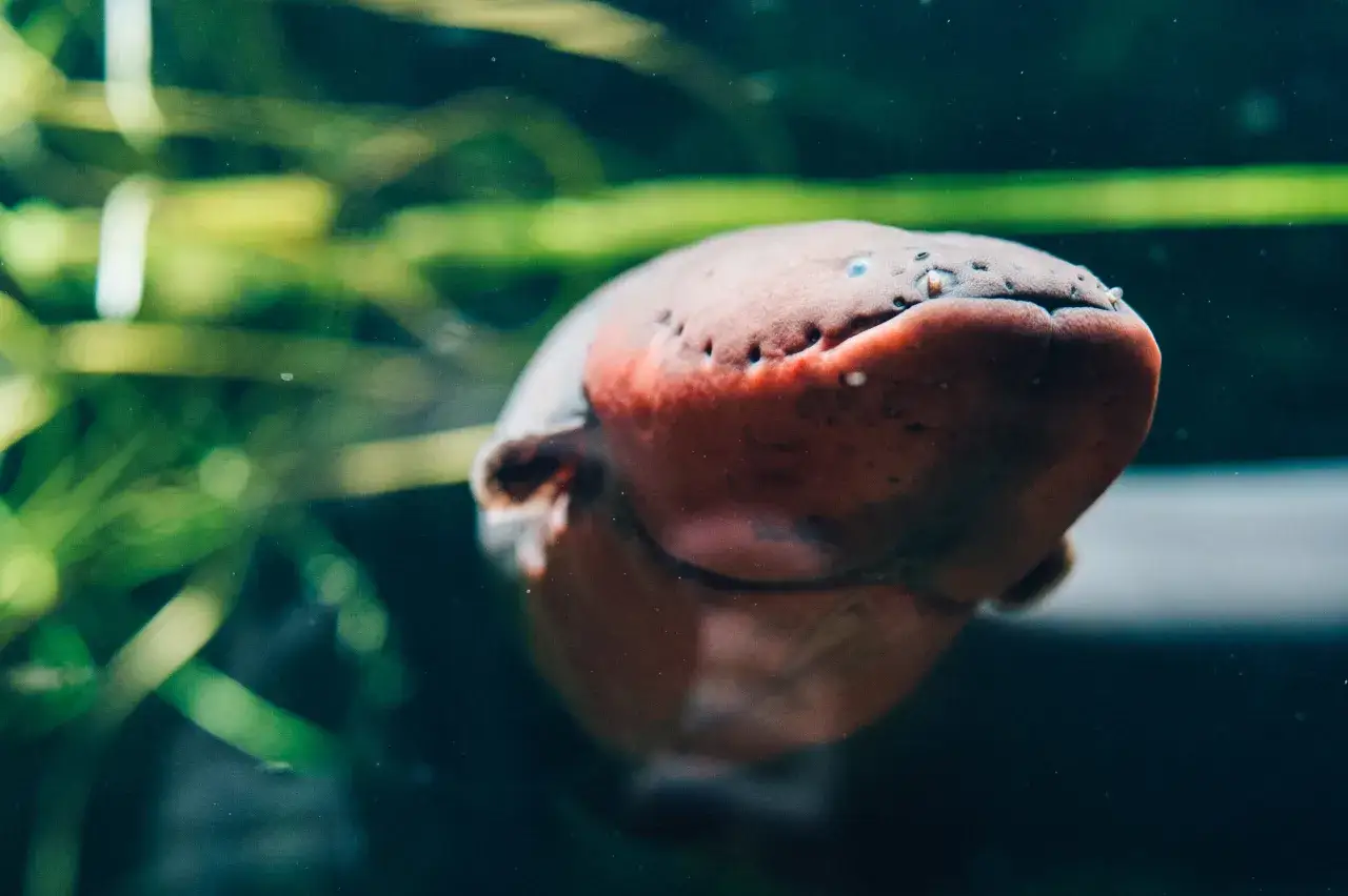 Zbliżenie na głowę węgorza elektrycznego w akwarium, z zielonymi roślinami w tle.