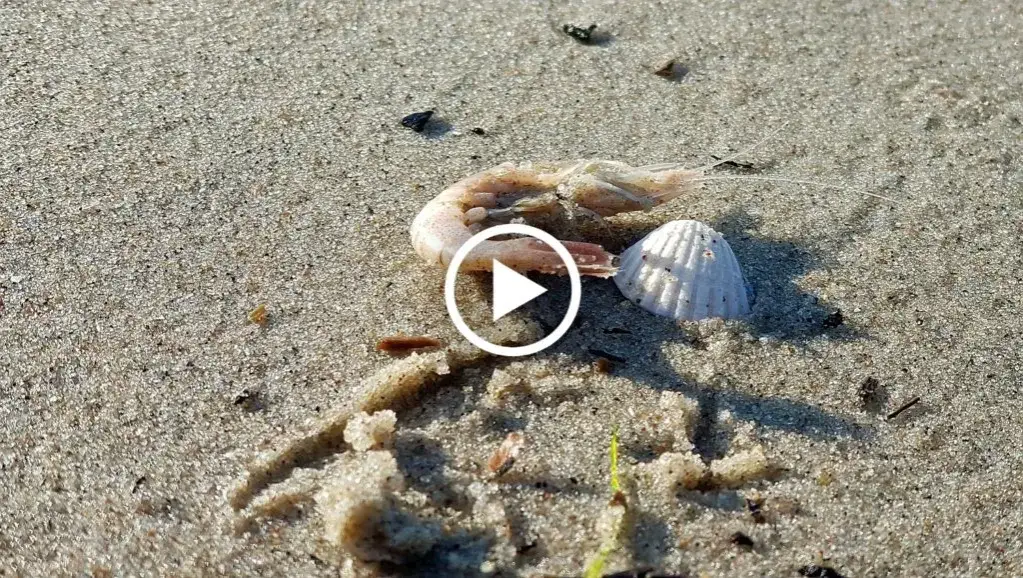 Czy krewetki żyją w Bałtyku? Poznaj ich świat i rolę!