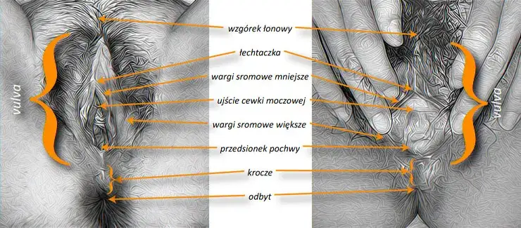 Jak wyglądają wargi sromowe u kobiety? Poznaj różnorodność i normy