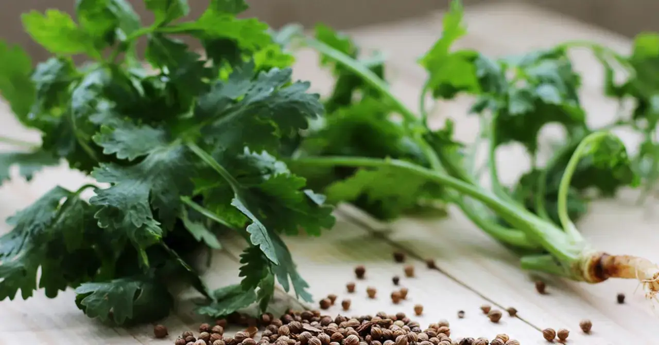Zielona, świeża kolendra z korzeniem i nasionami na drewnianym blacie. To jest kolendra, aromatyczna przyprawa.