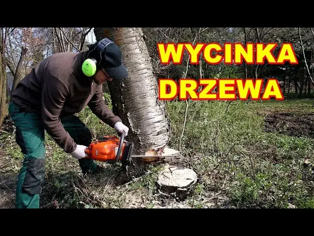 Jak ścinać drzewo, żeby nie spadło na budynek i nie uszkodziło go