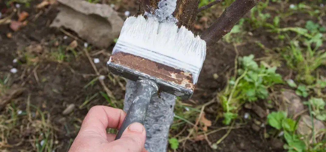 Jak wysoko malować drzewa wapnem, aby osiągnąć najlepsze efekty?
