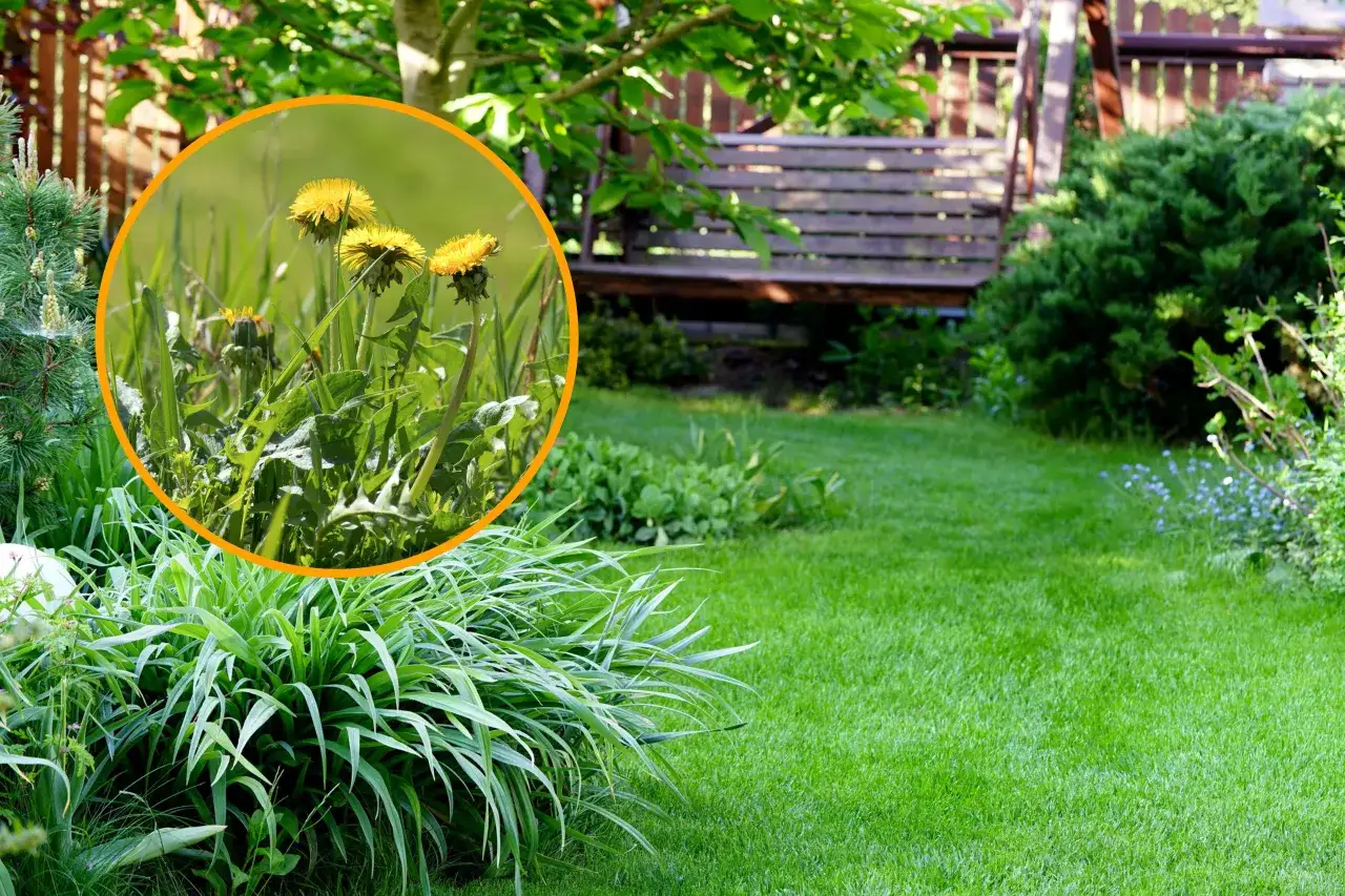 Twój trawnik bez chwastów: Poradnik eksperta od identyfikacji po profilaktykę