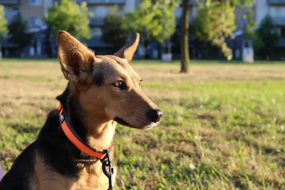 Jaką obrożę przeciw kleszczom dla psa wybrać, by uniknąć problemów?