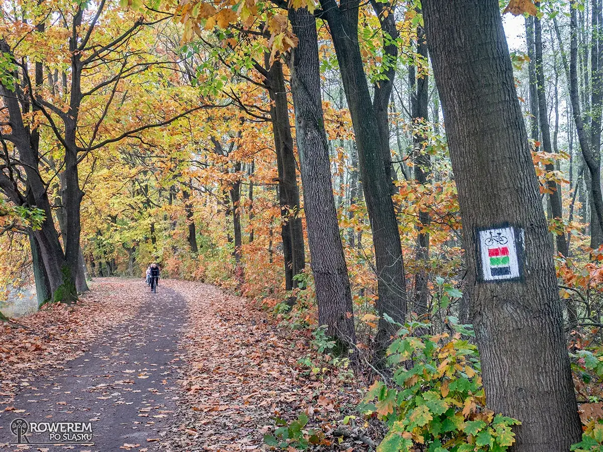 Trasy rowerowe Żory: Odkryj "Śląskie Mazury" na dwóch kółkach!