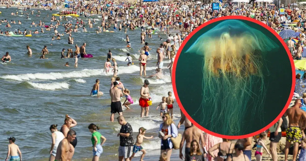 Co pływa w Bałtyku? Odkryj faunę i bezpieczne meduzy!