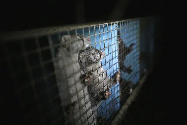 Jak pozyskuje się rzęsy z norek? Proces, etyka i alternatywy dla piękna