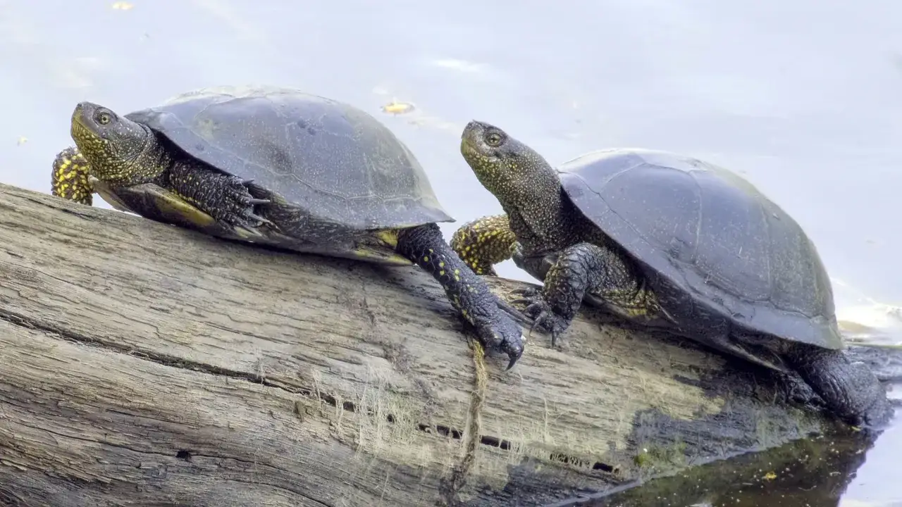 Jaki żółw żyje w Polsce? Rozpoznaj rodzimego od intruza