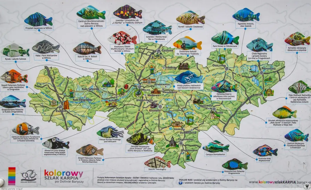 Dolina Baryczy: Gdzie zjeść karpia milickiego? Przewodnik smakosza!